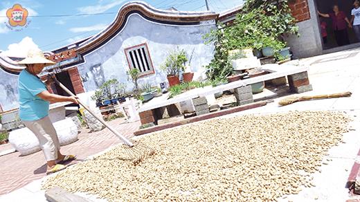   「戰鬥坑道」入口處外的民宅場埕，每年花生收成之後，都會在日頭下曬起「落花生豆」，成為觀光景緻。 （張建騰攝）
