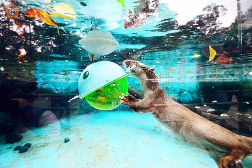   歐亞水獺「大金」、「小金」兄弟，活潑好動，很討喜，已經可以自由自在的在水中優游，圖為玩浮球和追朱文錦的畫面。
（金管處提供）