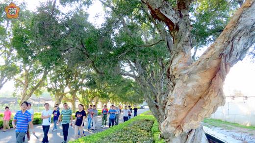 農試所四、五十年樹齡的「白千層」行道樹延伸出去，可以成為金門最具特色的綠色隧道。（張建騰攝）