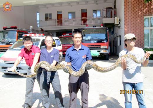  金沙消防分隊日昨凌晨於洋山捕獲一尾長達三點二公尺的金門原生緬甸蟒，經通報建設處農林科後帶回裝設發報器追蹤。
（金沙消防分隊提供）