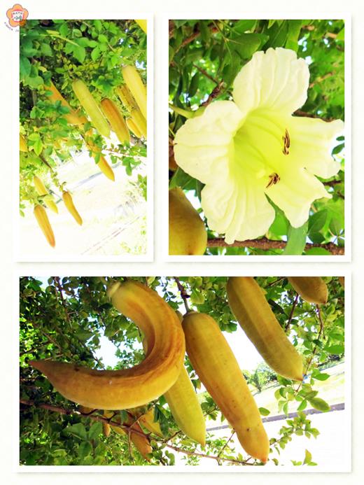   料羅海濱公園的「食用蠟燭樹」又到了花果共盛的季節。
（張建騰攝） 