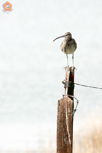 中杓鷸入秋後第一波抵金候鳥
  圖文／董森堡