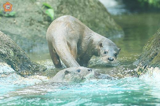 目前正在台北市動物園照養的金門水獺兄弟。（縣府建設處提供）