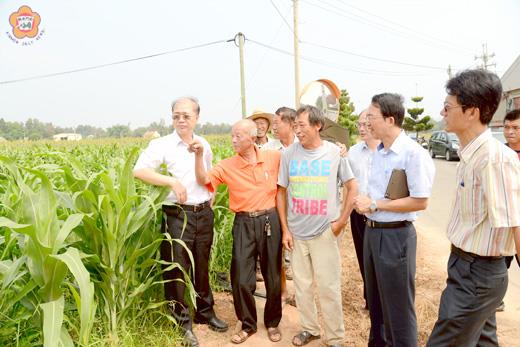 受到今年降雨量高低分佈不均的影響，金沙、金湖一帶的高粱出現抽穗不佳的歉收狀況，縣長李沃士昨與建設處長翁自保、農試所所長李廣榮、縣農會總幹事黃永堆等人前往后壟當地視察高粱成長狀況。（董森堡攝）