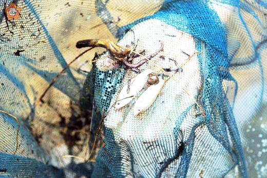   縣府將於本週五在金門植物園舉辦「2014重返自然—大鱗梅氏魚扁移地復育」試驗活動。
（建設處提供）