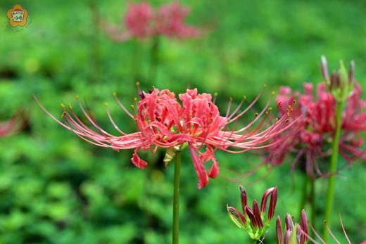 植物園紅花石蒜盛開囉!金門秋天最具代表性的原生植物「紅花石蒜」正式進入盛開期,植物園南北兩側的步道間,隨處可見紅花石蒜美麗樣貌。(董森堡攝)