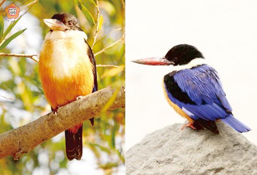   左、右：黑頭翡翠「小乖」又回來為金門拚經濟了！有金沙溪口明星鳥之稱的黑頭翡翠「小乖」飛抵金門，這隻身披寶藍飛羽、艷紅嘴喙的鳥兒已連續八年於金沙溪出海口度冬，乖巧不怕生的個性與一身亮麗的羽色，每年均吸引大批賞鳥客到訪金門一睹倩影。（董森堡攝）