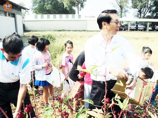 古城國小開心農場，今年春種植多種耐旱植物，校長董國正率師生採收洛神花，採收後的洛神花茶也成師生最佳健康飲品。（古城國小提供）