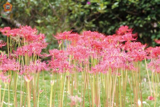   金門植物園四季不同的美麗面貌，總是吸引慕名而來的觀光客尋秘訪幽。（金門縣林務所提供）