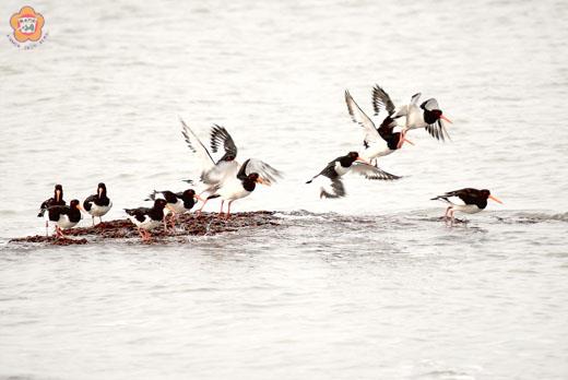 金沙浦邊、官澳海堤常可見到台灣地區罕見的蠣鷸。（董森堡攝）