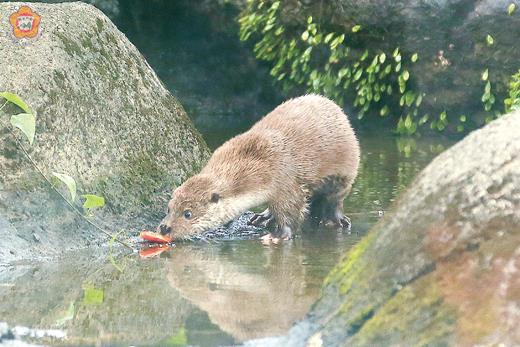   針對金門水獺保育課題，中央主管機關行政院農委會將舉行專家會議研商。（金門縣政府建設處提供）