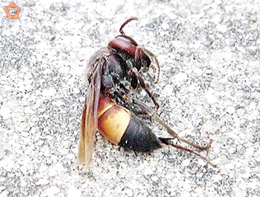 大約需要二十次的叮咬，虎頭蜂毒液的直接毒性才會使一個人有生命危險；但是，虎頭蜂蛋白質所引起的過敏反應，則會讓有過敏體質的人過敏或休克。
（資料照片／張建騰攝）