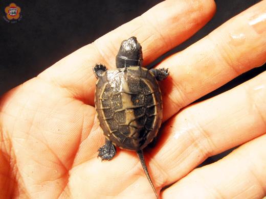   金門農工水產養殖科對金龜的繁殖與孵化具有專業能力，圖為該科今年自行繁殖的小金龜。（金門農工水產養殖科提供）