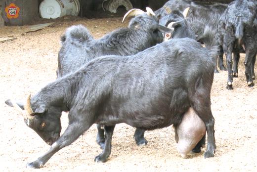 陽明羊圈中，有一隻山羊長出巨乳。（張建騰攝）