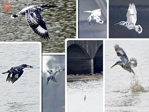 斑翡翠在小太湖展現空中懸停及垂直俯衝的飛行特技和跳水特技。
（張建騰攝）