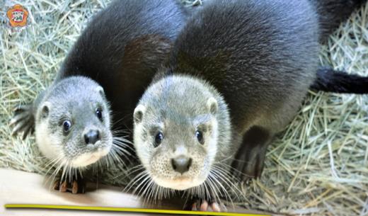 縣府建設處假金門水試所召開水獺成長日記─紀錄片拍攝委託案期末報告審查會議，呼籲大家共同來珍惜歐亞水獺。（李金鎗翻攝） 