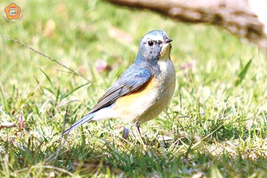   藍尾鴝羽色鮮艷，有藍色小精靈的美稱。
（董森堡攝）