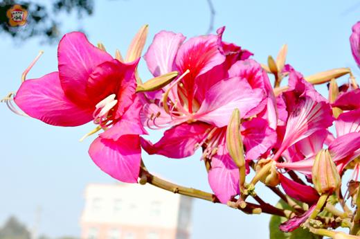 紫荊花迎新年
圖文／楊水詠
