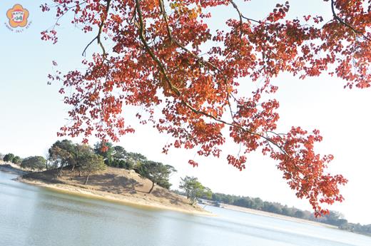 冬陽下,同心島面向「大小巨蛋」的「烏桕」,紅得很耀眼,成了太湖的亮點。(張建騰攝)