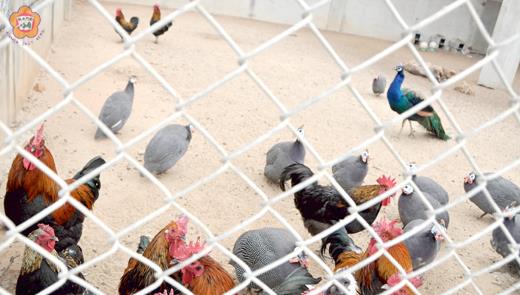 畜試所將在陸禽區加裝細目圍網，隔離在養的陸禽與外來的候鳥。（張建騰攝）