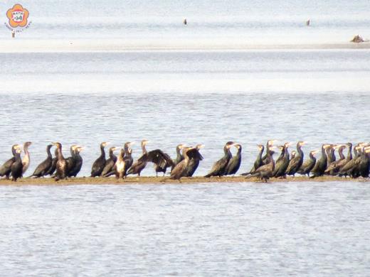   冬季候鳥來金過冬，賞鳥正是時候。（金管處提供）