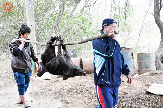   安岐農民養豬場的酒糟被山豬偷吃，報案求援趙勇謀協助，趙員費了一番工夫將山豬手到擒來。（李金鎗攝）