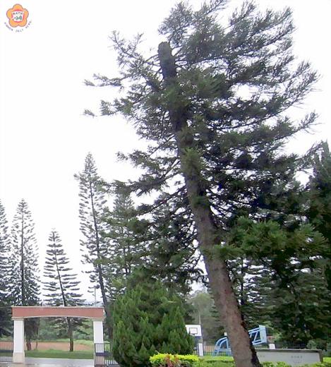 「去頂式修剪法」不僅會讓樹木長得很難看，還會失去綠化效果。林務所要求第一線工作人員不得擅自協助民眾以「去頂」方式修剪樹木。（資料照片／張建騰攝）