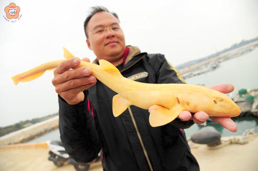 漁民董倫慶昨釣到一尾罕見的「黃金狗鯊」。
（董森堡攝）