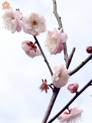 賢庵國小有計畫在校園培植四季木本開花植物,讓校園四季皆有花開,美化環境成為學生學習對象,圖為冬天凜冽的寒風中,校門口兩側的梅。(賢庵國小提供)