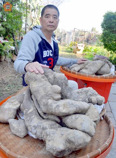 陳松濤種出了三萬一千公克和一萬六千公克的大「山藥」,並以「兩岸猿聲啼不住,輕舟已過萬重山」做為註解。(張建騰攝)