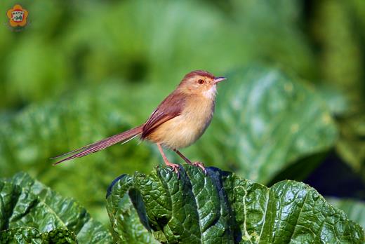   俗稱芒當丟仔的褐頭鷦鶯常出現在菜園中覓食昆蟲。
（董森堡攝）