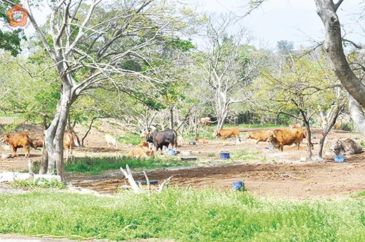 　目前金門養牛大多為放牧方式，相關環境污染問題較不易處理。（莊煥寧攝）