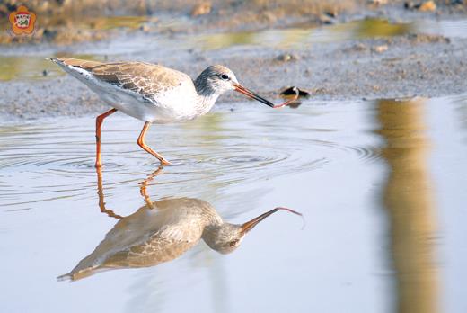 赤足鷸覓食 生態之美
