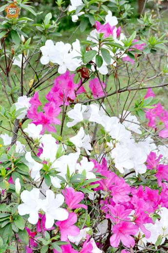 農曆春節過後，千姿百態的杜鵑花吐艷爭芳，宣告春神翩然來到大地。（楊水詠攝）