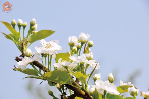 鋒面來襲陰雨梨花淚
  李增汪／圖文