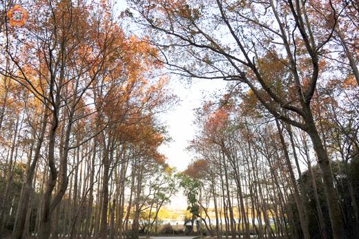 金門的林木與週圍環境相襯，成為景致怡人的環境資源。
（董森堡攝）
