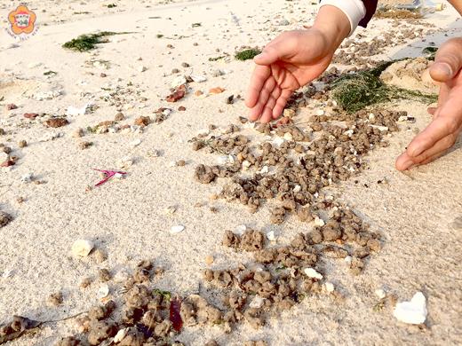 無良攤商、濫倒食用廢油！金門浯江溪口昨日傳出廢油污染事件，後豐港民眾洪德舜前往夏墅一帶海灘散步，發現當地瀰漫一股令人作噁的油臭味，沙灘上遍佈食用廢油與海沙混合的油球，這些油球為廢油與海沙結合而成，放在水中還會飄浮其上。（董森堡攝）