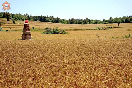 黃金麥浪島嶼意象
  圖文／董森堡