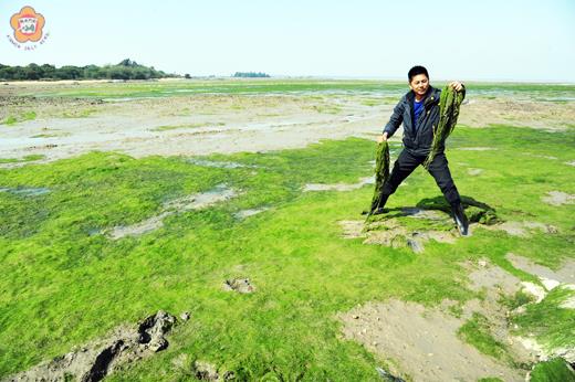 春季時節，洋山灣內滸苔盛產，將原有的灘地覆蓋成一片綠油油的景象。
（董森堡攝）