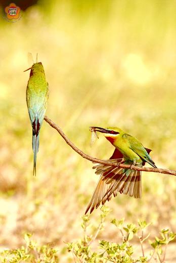 栗喉蜂虎（董森堡攝）