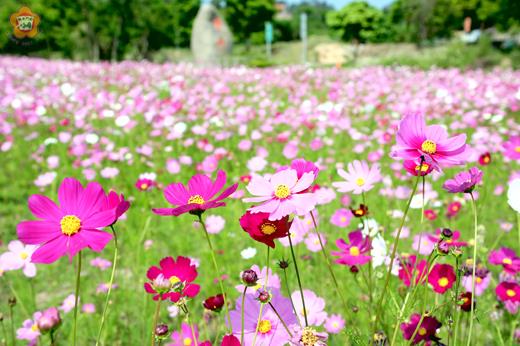   碧山社區為營造自然景觀，於該村村口種植大波斯菊、向日葵等景觀花朵。（董森堡攝）