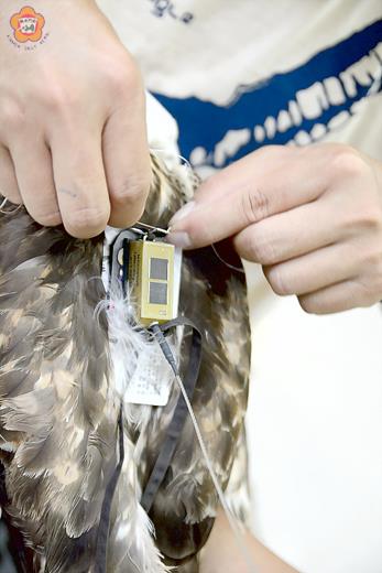 金管處委託研究團隊，進行鵟的繫放研究。（金管處提供）