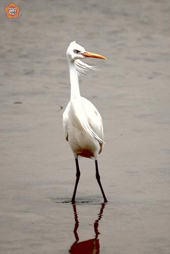   唐白鷺與一般的大、中、小白鷺不同之處，除了其族群數量稀少外，唐白鷺在繁殖期時頭部後方會出現十餘根冠羽狀羽毛，背部也會長出披肩的蓑羽，因此也被鳥友們戲稱為「飄髮哥」。（董森堡攝）