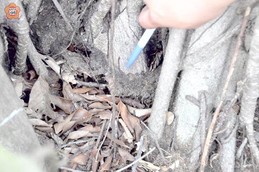 榕樹根部看似泥土的東西（筆指處），其實是褐根病的菌絲。
（陳冠霖攝）