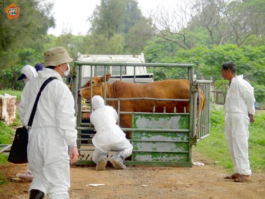 金門縣牛隻疑似案例確診為A型口蹄疫案例後，為防堵疫情擴散，防疫所等昨針對金寧鄉許姓案例場牛隻展開全數預防性撲殺作業。（建設處提供）