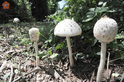 毒綠褶菇是民眾常誤食中毒率較高的菇類。(董森堡攝)