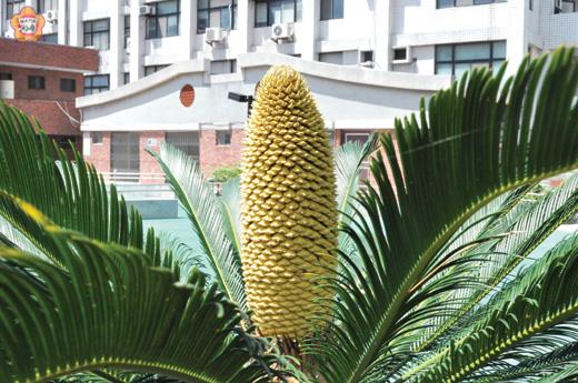 鐵樹開花        李增汪／圖文