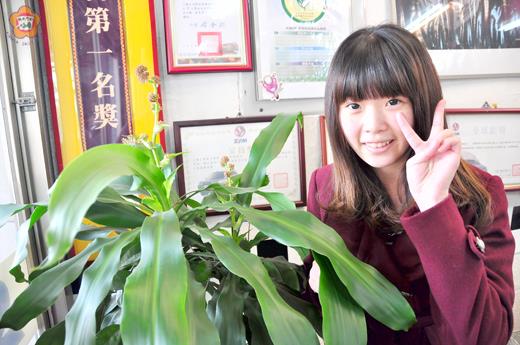 鐵樹開花
許加泰/圖文