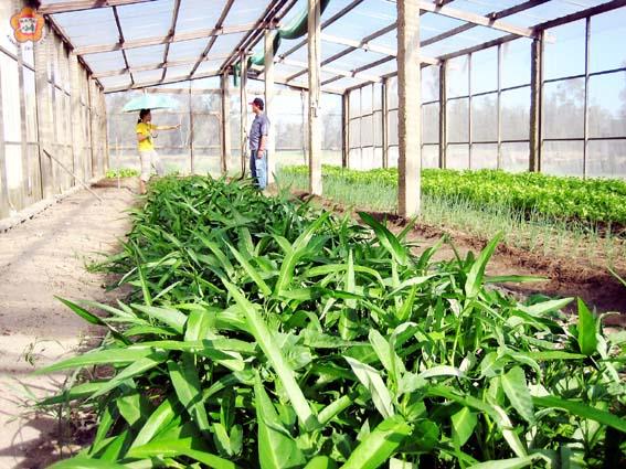 青青農莊運用簡易式網室栽培蔬菜
