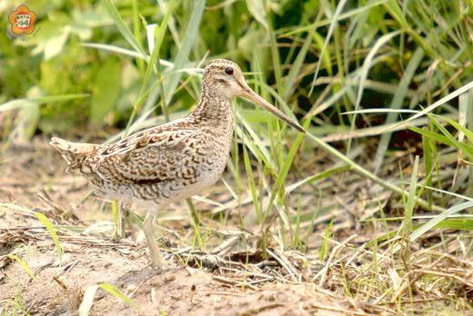  中地鷸（董森堡攝）